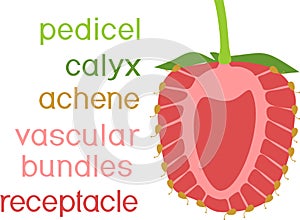 Internal structure of strawberry aggregate fruit