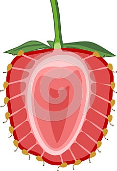 Internal structure of strawberry aggregate fruit
