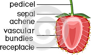 Internal structure of strawberry aggregate fruit
