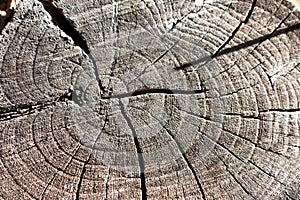 Internal structure of a tree trunk in cross section and close up. Estuctura interna del tronco de un ÃÂ¡rbol en corte transversal y photo