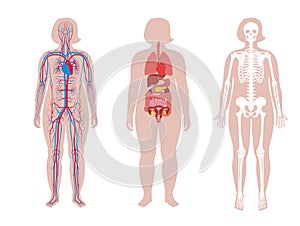 Internal structure of woman body