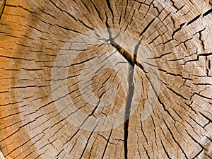 Internal tree structure