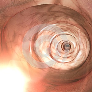 Internal view of the intestinal walls. Colonoscopy is the endoscopic examination of the large bowel and the small bowel