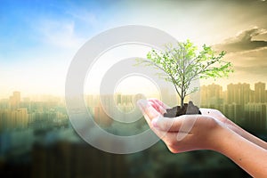 International Day of Charity concept: Human hand holding tree over city background