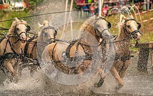 International driving competition for four-in-hand marathon