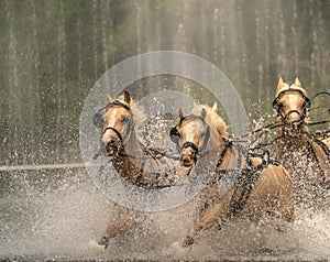 International driving competition for four-in-hand marathon