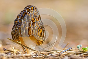 International Environment Day - Morchella conica.