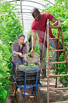 International team of farmers harvest ripe beans in greenhouse