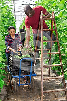 International team of farmers harvest ripe beans in greenhouse