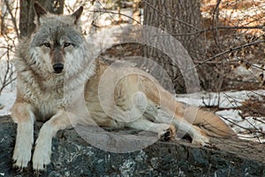 The International Wolf Center in Ely, Minnesota houses several G photo