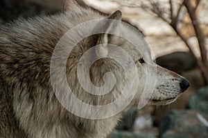 The International Wolf Center in Ely, Minnesota houses several G photo