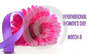 International Women`s Day pink gerbera with symbolic purple ribbon