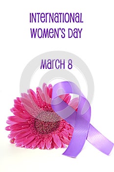 International Women`s Day pink gerbera with symbolic purple ribbon