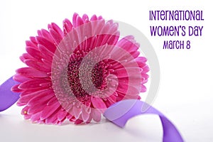 International Women`s Day pink gerbera with symbolic purple ribbon photo