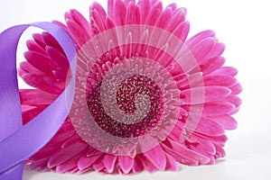 International Women`s Day pink gerbera with symbolic purple ribbon