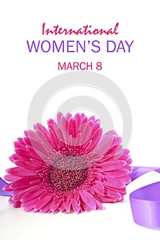 International Womens Day Pink Gerbera