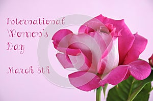 International Womens Day pink rose