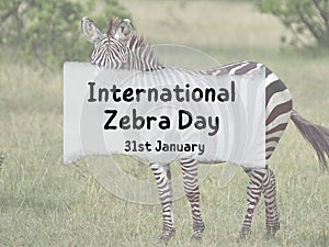 International Zebra day, 31st January