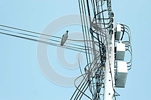 internet cable on poles and electric wire under blue sky background.