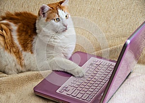 Internet for Cats