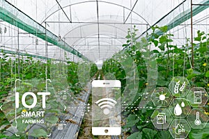 Internet of Things, IoT with Farming Smart concept. Agriculture and modern technology are used to manage crops. controlling the