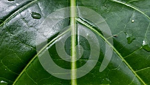 internodes on green leaves