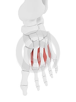 The Interosseous Dorsal photo