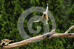 Interpecies meeting. The Hawfinch is attacking the Nuthatch