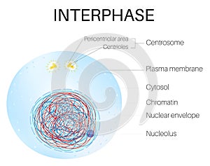 Interphase is the phase of the cell cycle. photo