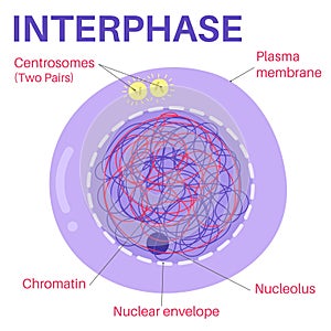 Interphase is the portion of the cell cycle. photo