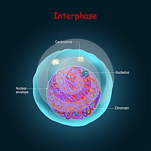 Interphase. Stage of cell division photo