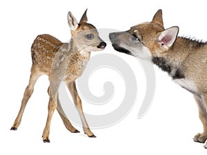 Interplay between roe deer Fawn and Eurasian Wolf