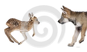 Interplay between Roe deer fawn and Eurasian Wolf photo