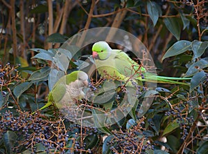 Interracial couple of exotic parrots