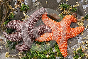 Interracial Starfish Couple