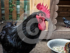 The interrogative look of a black rooster