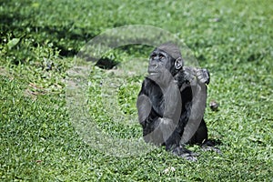 Interrogatively anxious look of cute baby gorilla on bright green