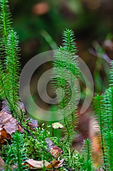 Interrupted clubmoss grow in forest between old leaves