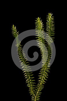 Interrupted Clubmoss (Lycopodium annotinum). Habit