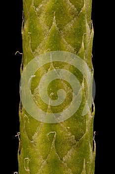 Interrupted Clubmoss (Lycopodium annotinum). Strobilus Detail Closeup