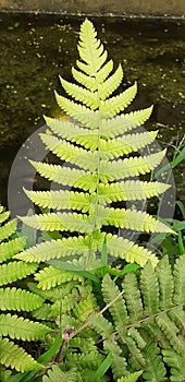 Interrupted Fern plant on on Dark Nature Background