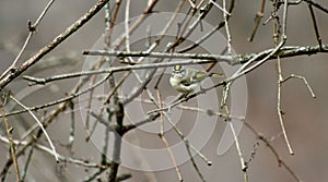 Interrupting this golden crowned kinglet for her foraging effort and getting the stared down Sugar Run Pennsylvania