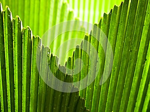 Intersecting Edges of the Umbrella Leaf Fronds