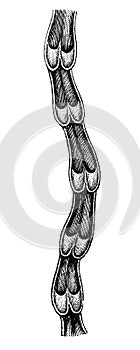 Intersection of a lymphatic vessel. Flaps and bulges that correspond to each other.