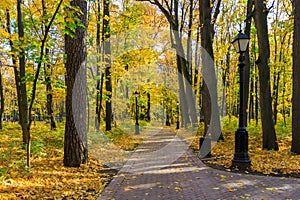Intersection of two alleys in the park among trees with colored leaves at sunny autumn day