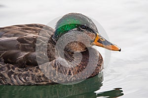 Intersex Mallard Duck at Humber Bay, Toronto