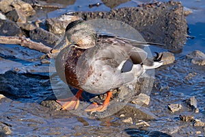 Intersex Mallard Duck at Humber Bay, Toronto, Ontario photo