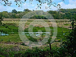 intertidal habitat at Cotehele Quay to improve the area’s resilience to the changing climate and provide a richer environment