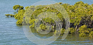 Intertidal mangroves