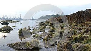 Intertidal Walk Along Tanjong Rimau